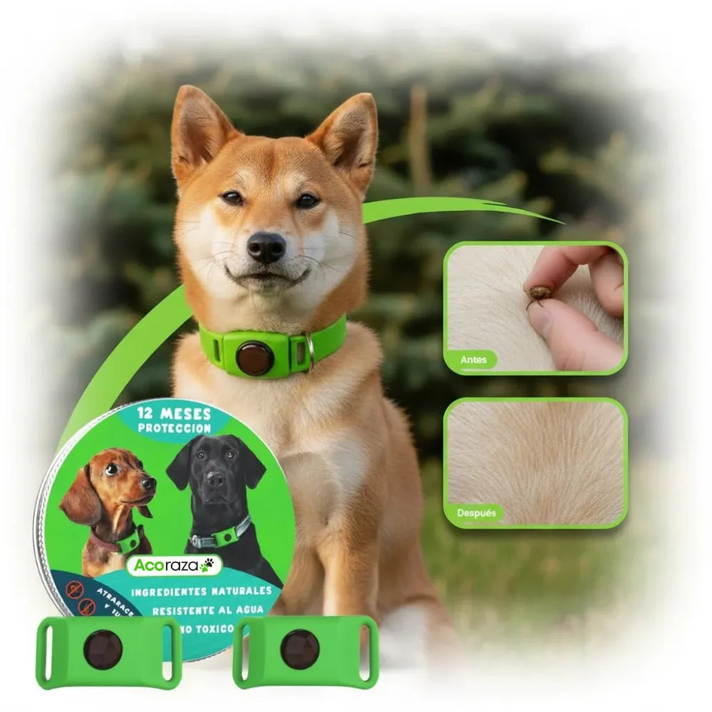 Acoraza: 12 meses libres de garrapatas y pulgas
