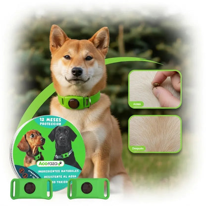 Acoraza: 12 meses libres de garrapatas y pulgas