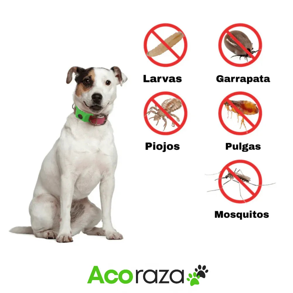 Acoraza: 12 meses libres de garrapatas y pulgas