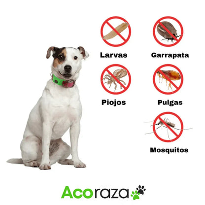 Acoraza: 12 meses libres de garrapatas y pulgas