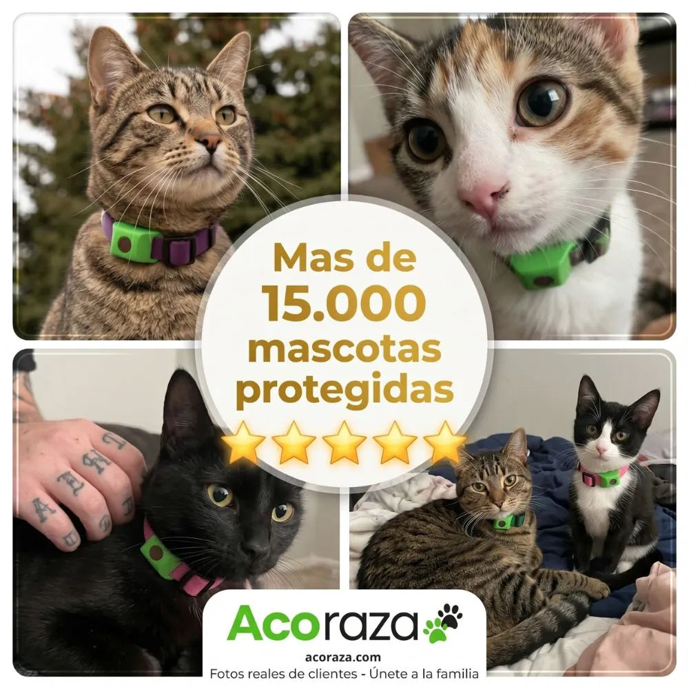 Acoraza: Protege a tu michi de pulgas por 12 meses sin envenenar su sangre
