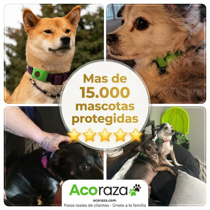 Acoraza: 12 meses libres de garrapatas y pulgas