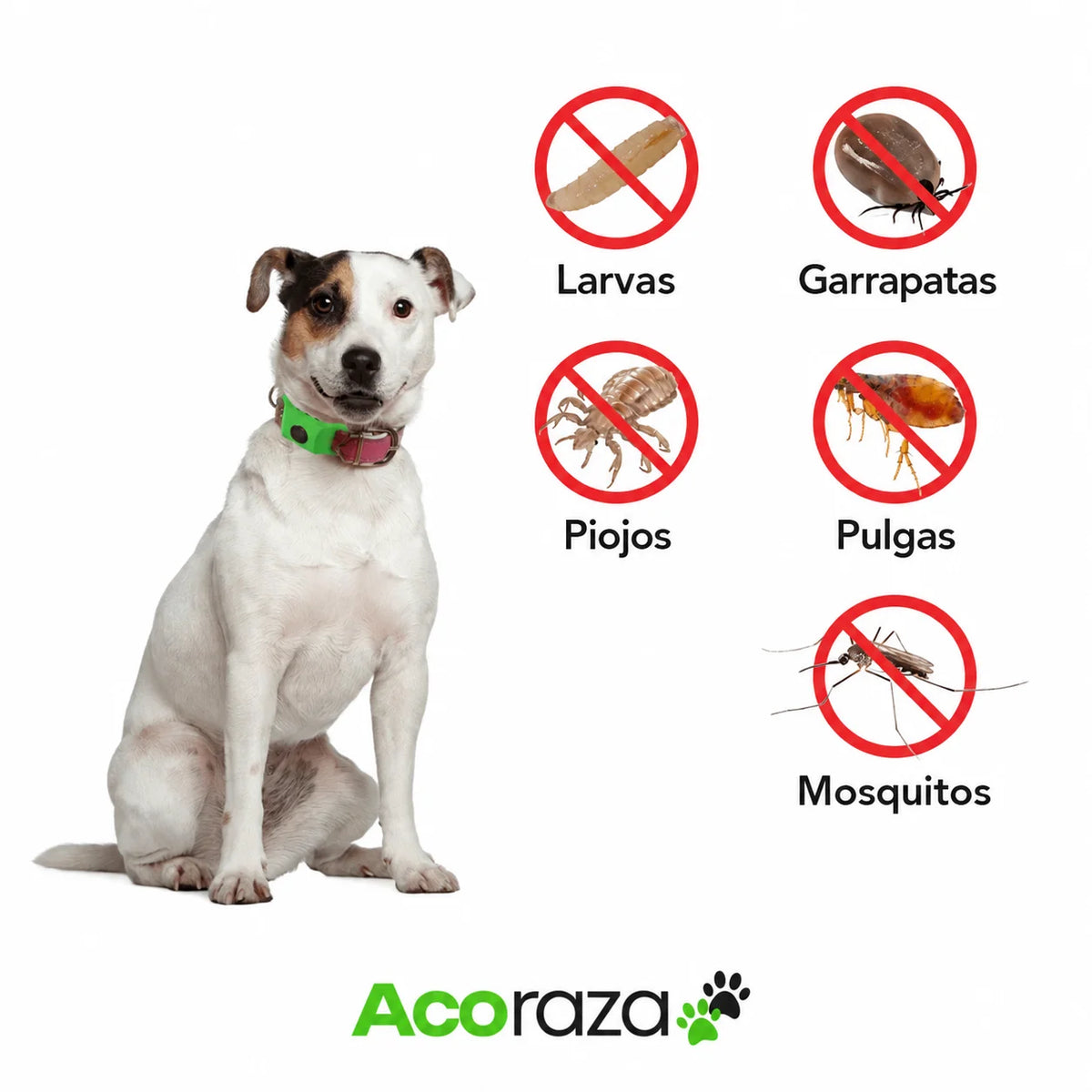 Perro con accesorio Acoraza para el collar