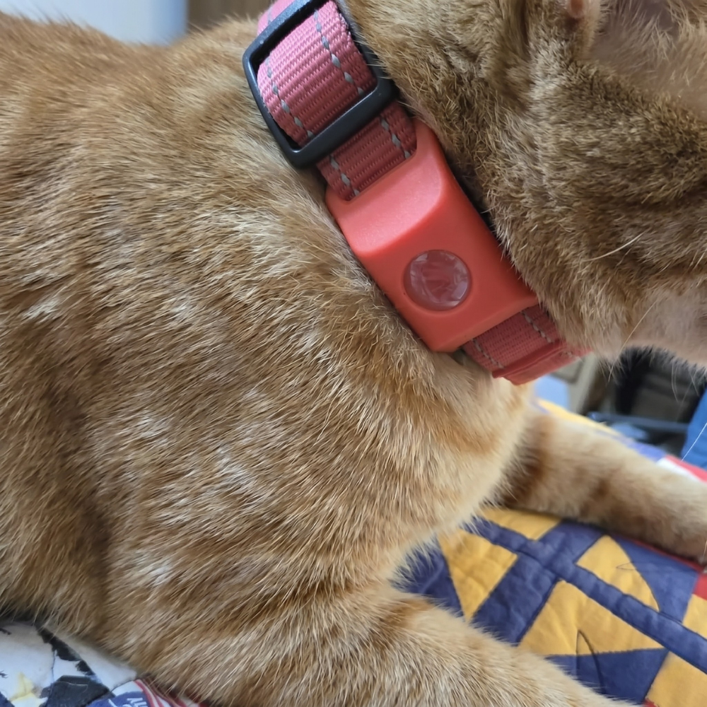 Perro usando el accesorio Acoraza en su collar