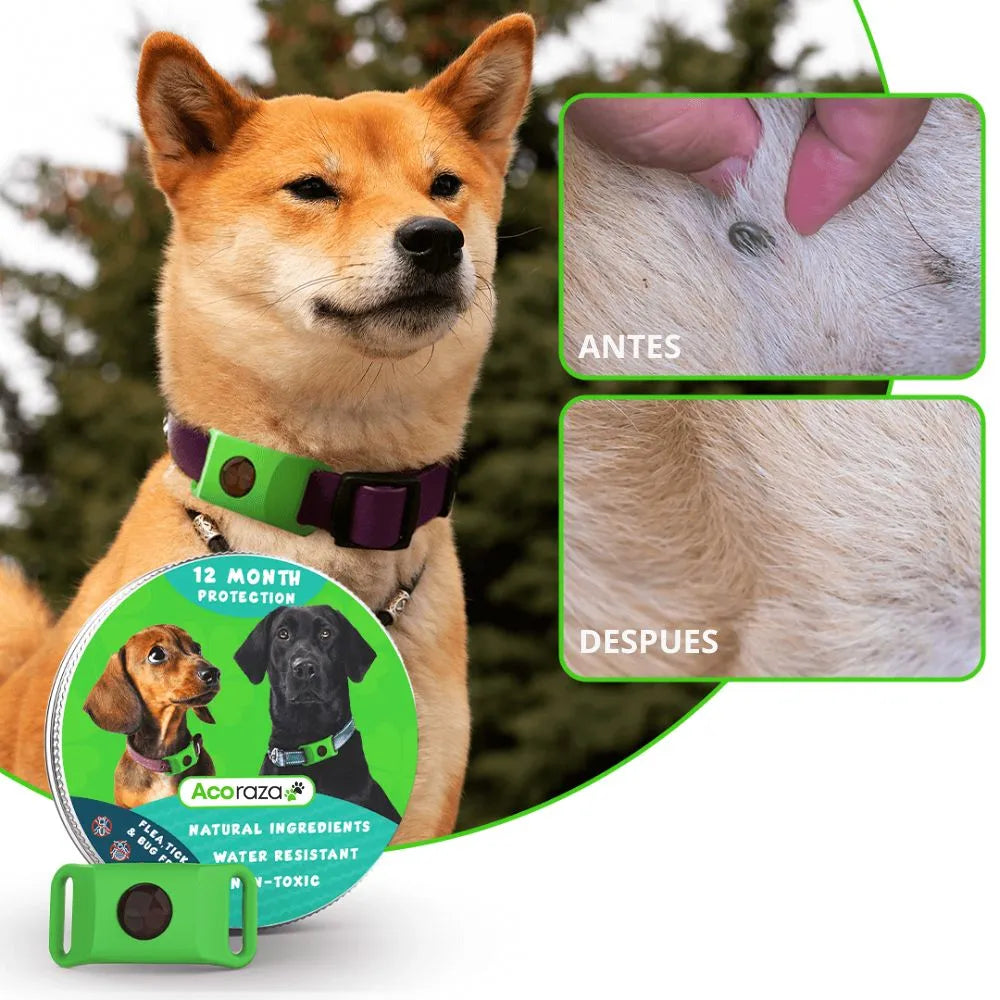 Acoraza: Elimina y protege a tu perro de garrapatas, flebótomos y pulgas por 12 meses